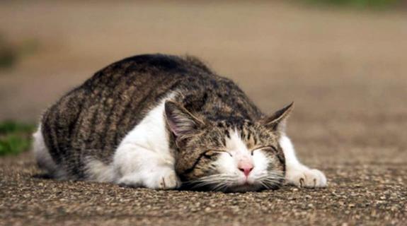 Έξαρση λοιμώδους περιτονίτιδας στις γάτες, τι λένε οι Κτηνίατροι