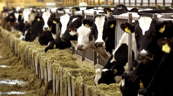 Ζωοτροφές ακριβότερες κατά 60% καλούνται να αγοράζουν οι Κύπριοι κτηνοτρόφοι