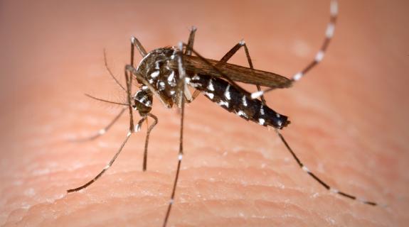 Λεμεσός: Αρχίζουν οι ψεκασμοί για το ασιατικό κουνούπι «τίγρης»