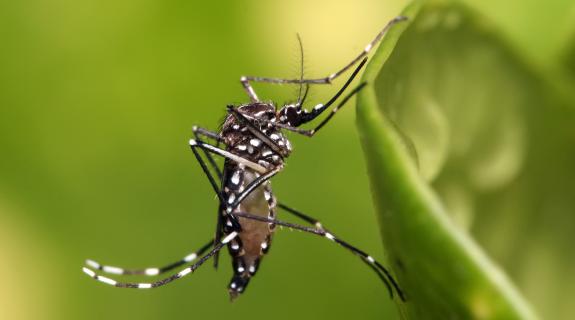 Υπ. Υγείας: Καλεί το κοινό σε εγρήγορση για το κουνούπι Aedes Aegepti (ΒΙΝΤΕΟ)