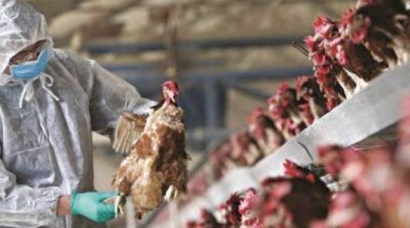 «Δεν υπάρχει λόγος πανικού» για τη γρίπη των πτηνών λέει ο Χατζηπαντέλα