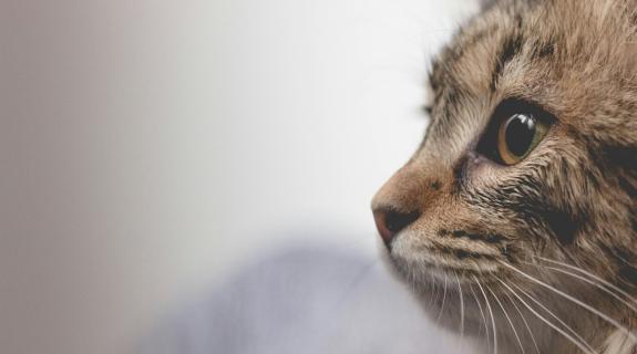 Νέα έξαρση του κορωνοϊού σε γάτες: Ψάχνουν φάρμακα για αντιμετώπιση κρουσμάτων