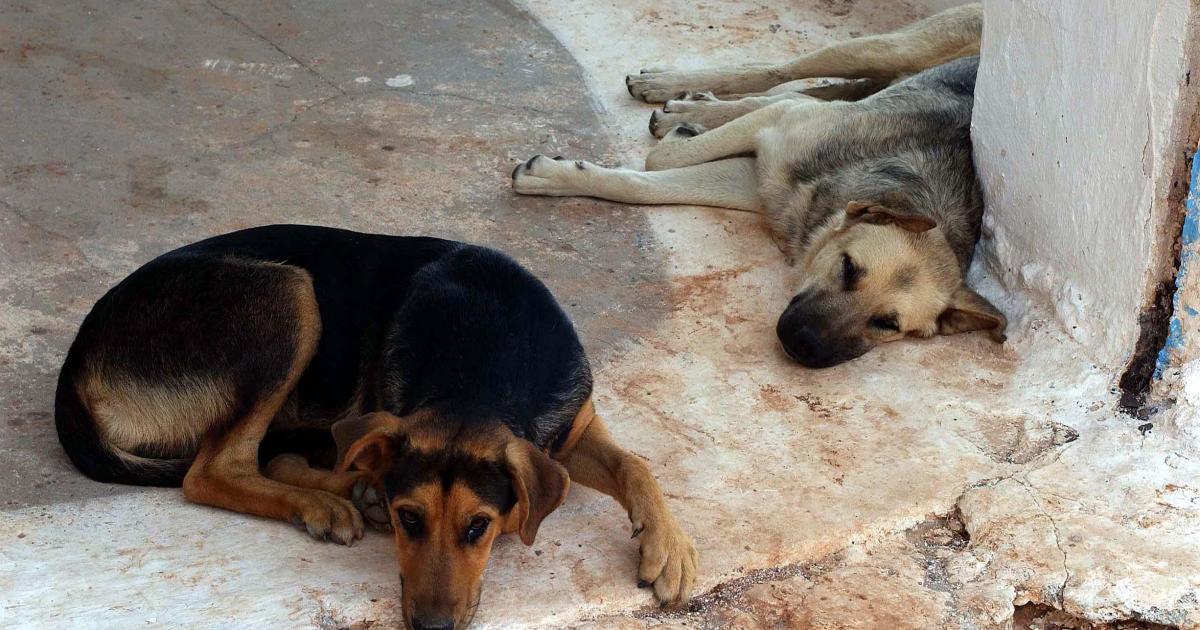 Εκατοντάδες αδέσποτα και εγκαταλελειμμένα σκυλιά αναζητούν οικογένειες (VIDEO)