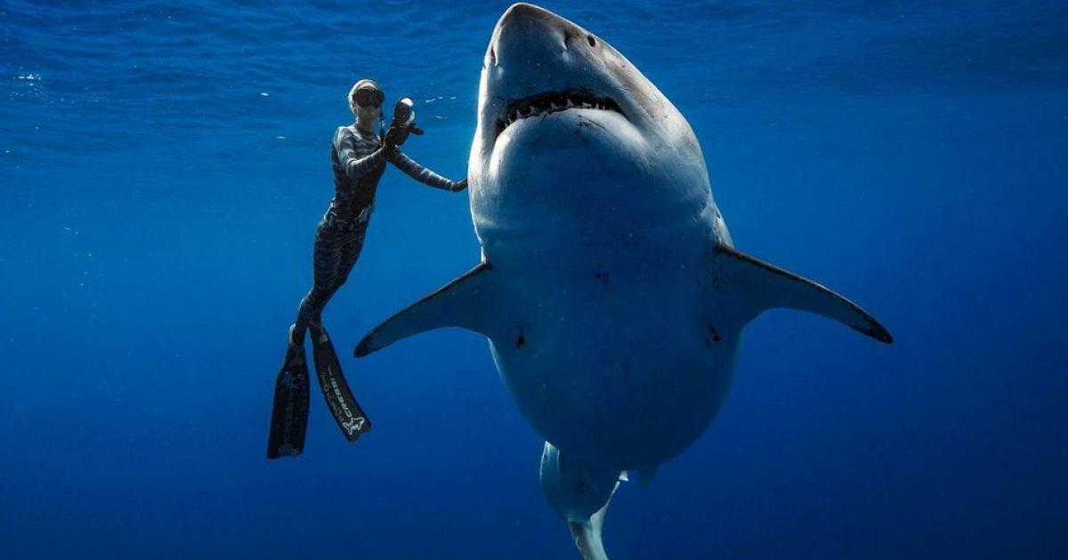 Οι ψαράδες “έπιασαν” έναν καρχαρία στη Λεμεσό (ΒΙΝΤΕΟ)