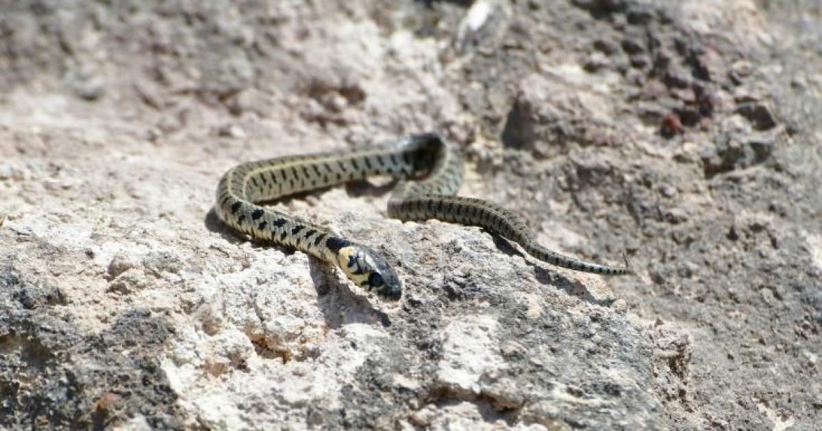 Το κυπριακό θαλάσσιο φίδι βρέθηκε στο Εθνικό Δασικό Πάρκο Macheira
