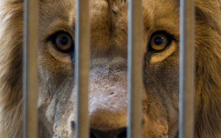 Οριστικό λουκέτο για ζωολογικό πάρκο που λειτουργεί στους Αγίους Τριμιθιάς