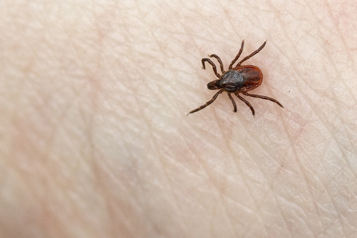 Στην Κύπρο από την Αυστραλία για θεραπεία η Χλόη Λουίζ (ΒΙΝΤΕΟ)