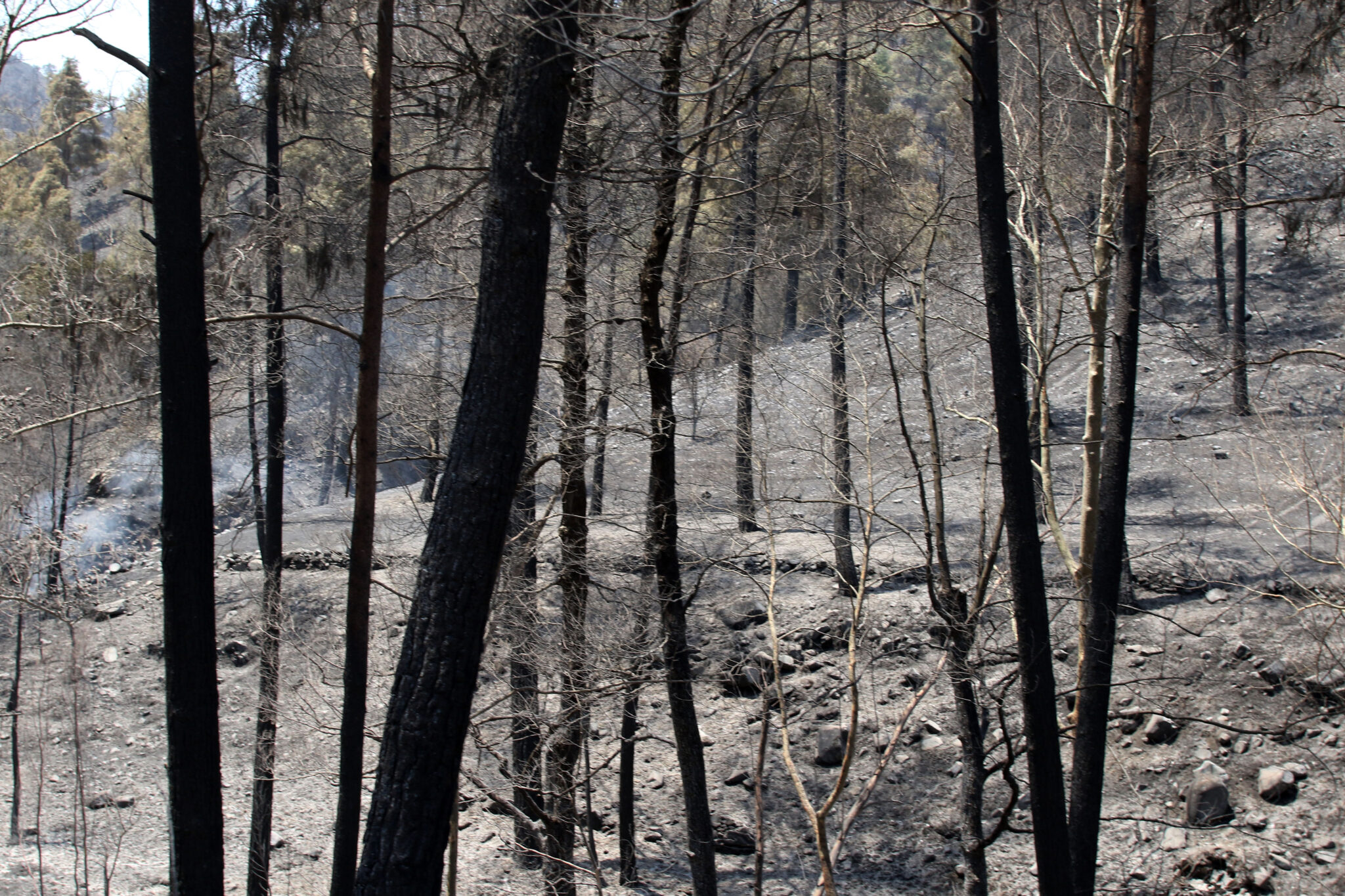 AlphaWatch: Η ετοιμότητα της Κύπρου στην πυρόσβεση ένα χρόνο μετά τη Σολέα