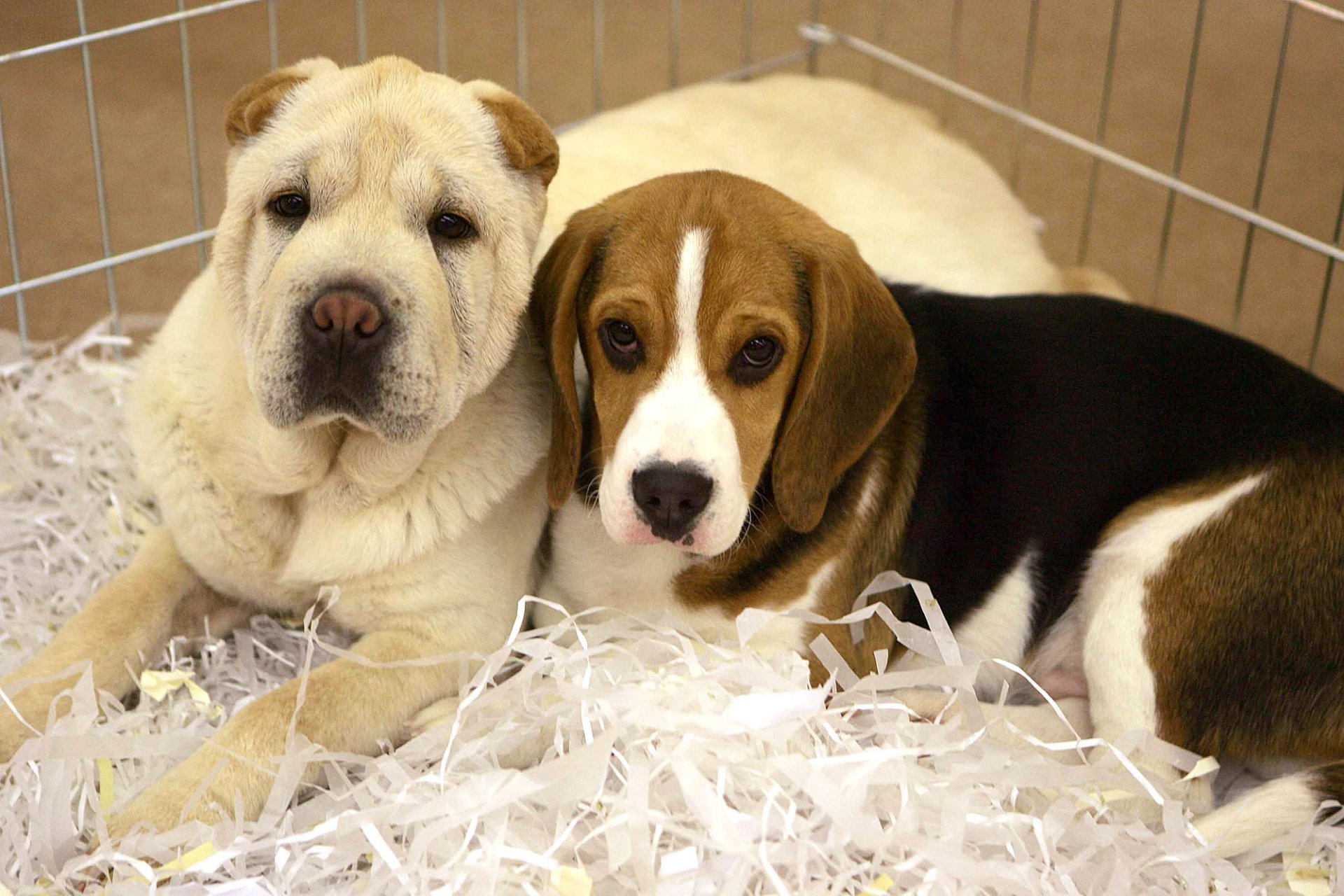 Αυτοί είναι οι πρώτοι ευρωπαϊκοί κανόνες για την προστασία γατών και σκύλων από την κακοποίηση