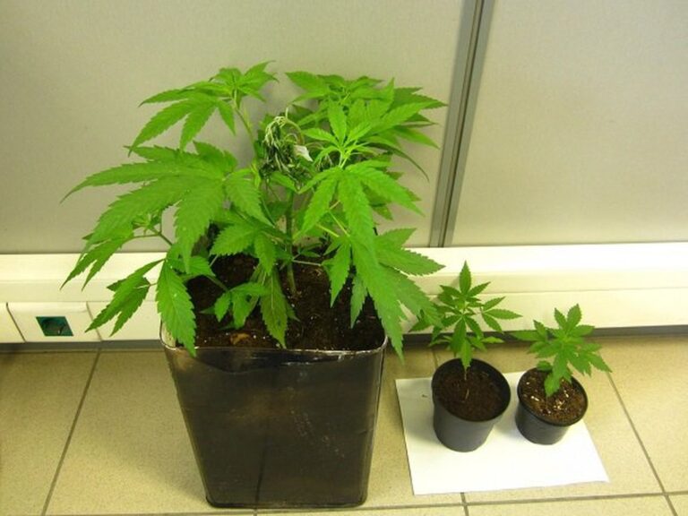 Τον συνέλαβαν με ένα γραμμάριο και εντόπισαν οκτώ φυτά κάνναβης