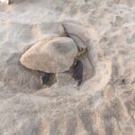 Χελώνα έκανε την εμφάνισή της στο Μακρόνησο Αγίας Νάπας (ΒΙΝΤΕΟ+ΦΩΤΟ)