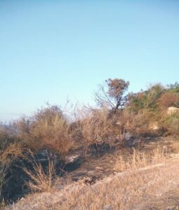 Ελεύθερος ο 73χρονος που είχε συλληφθεί για πυρκαγιά στην κοινότητα Κρήτου Τέρρα