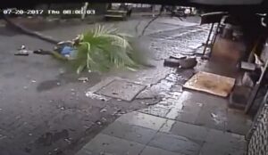 Δέντρο έπεσε και σκότωσε Ινδή παρουσιάστρια (ΒΙΝΤΕΟ)