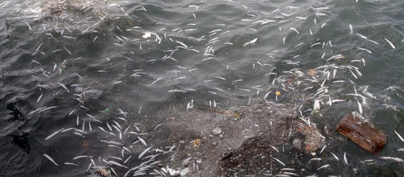Λάρισα: Μεγάλη ποσότητα νεκρών ψαριών ξεβράστηκε σε παραλία