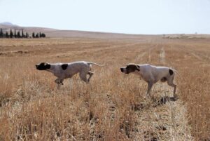 Έκλεψαν οκτώ κυνηγετικούς σκύλους απο φάρμα στο Καλό Χωριό