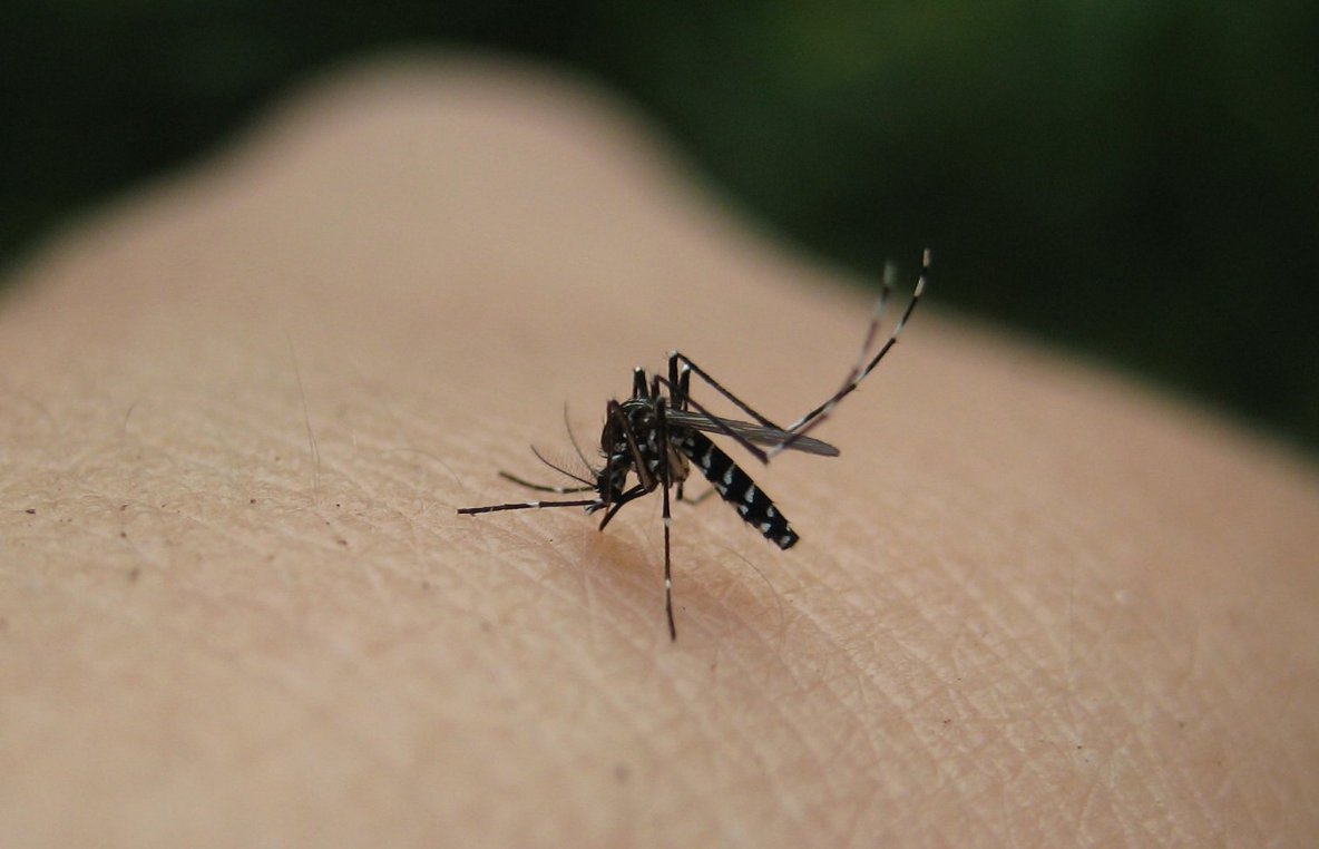 Τρία περιστατικά ελονοσίας στα κατεχόμενα