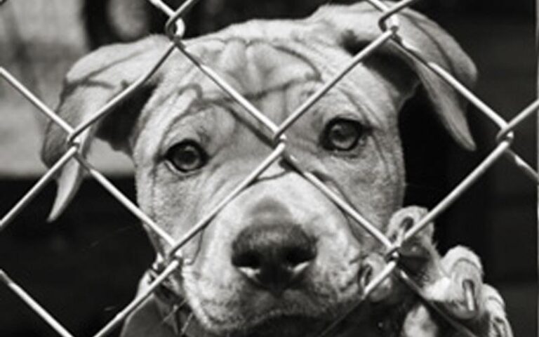 Κλοπή έντεκα κυνηγετικών σκύλων στη Γεροσκήπου