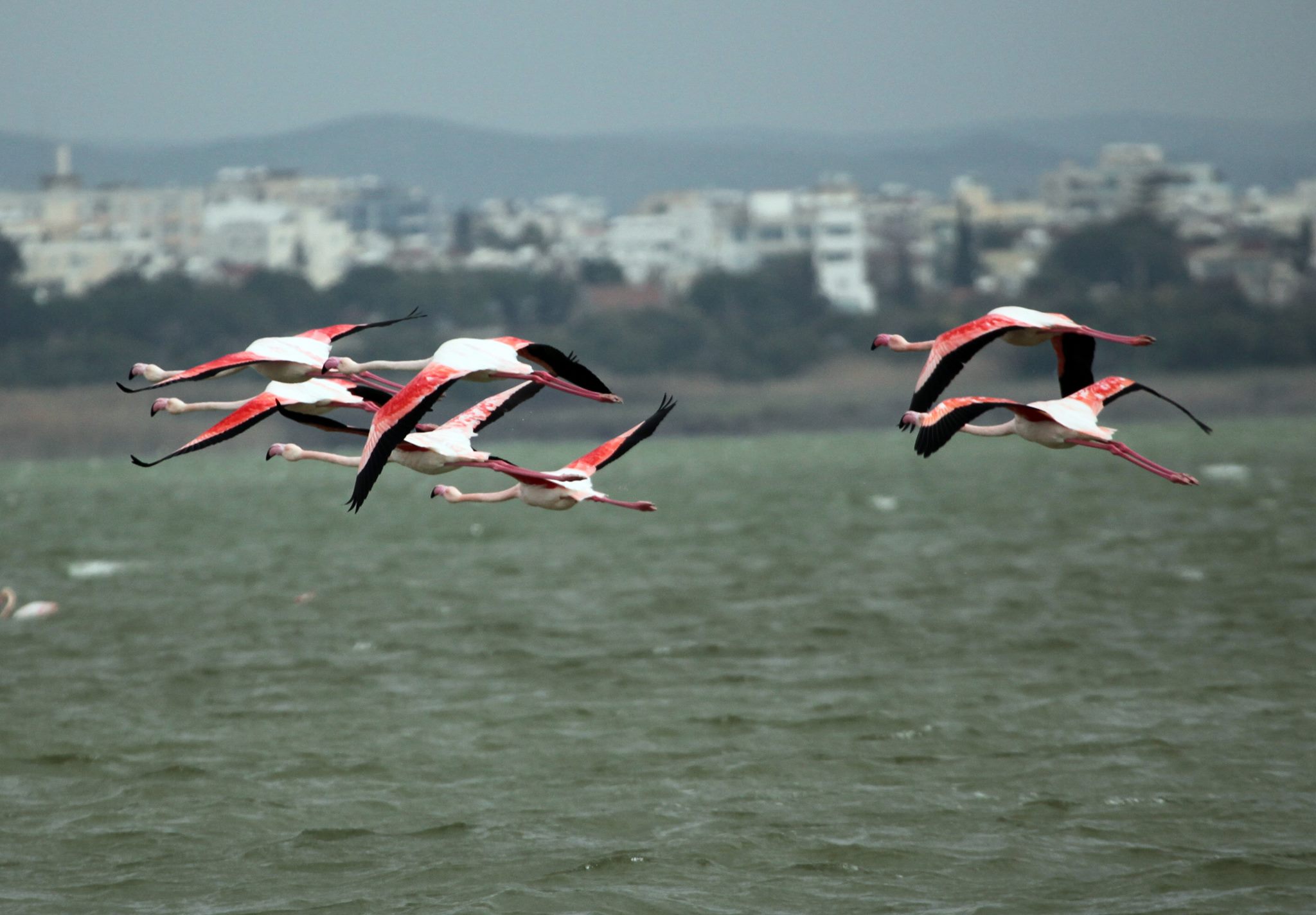&Mu;&Epsilon;&Tau;&Alpha;&Nu;&Alpha;&Sigma;&Tau;&Epsilon;&Upsilon;&Sigma;&Eta; &Pi;&Omicron;&Upsilon;&Lambda;&Iota;&Omega;&Nu;