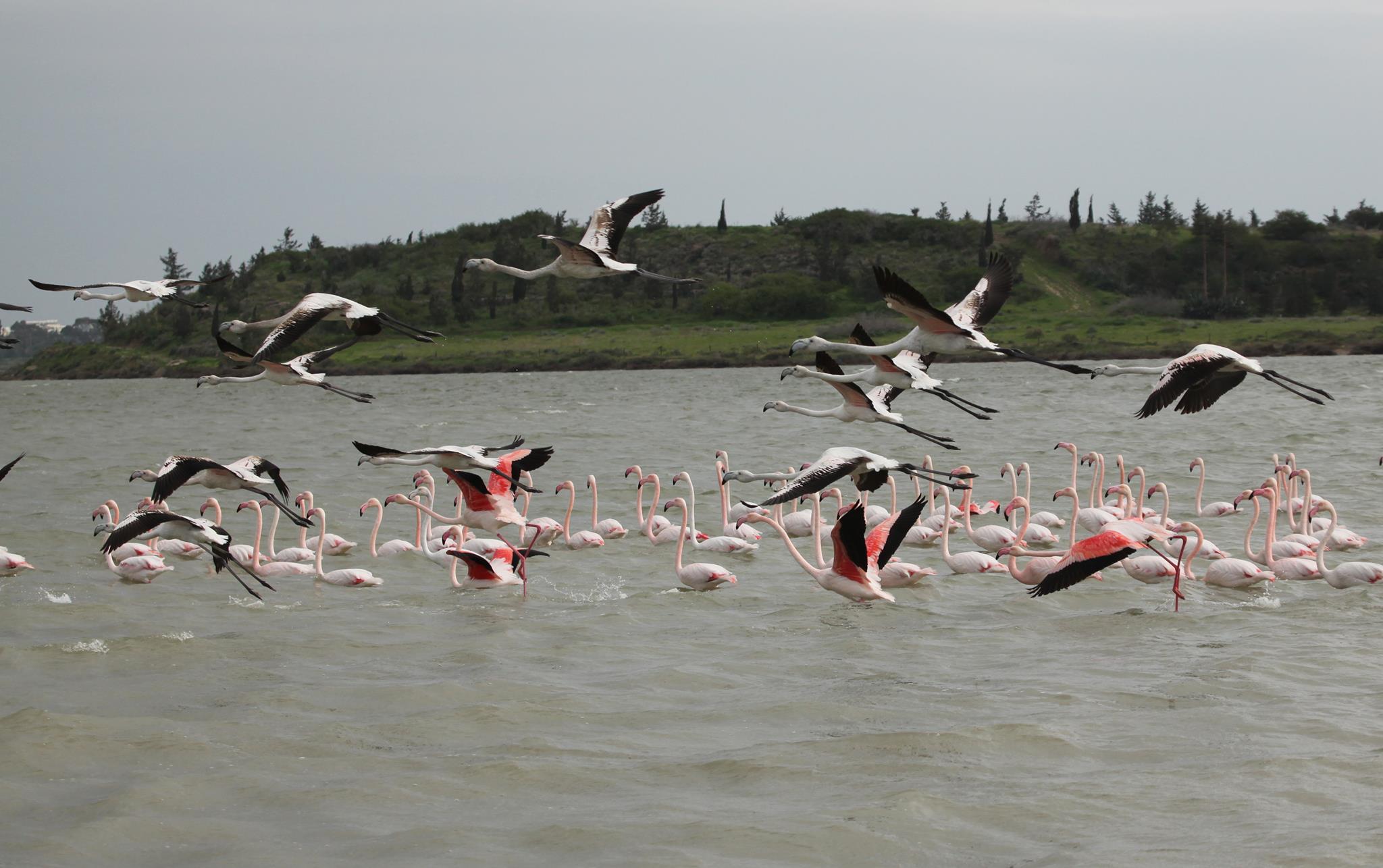 &Mu;&Epsilon;&Tau;&Alpha;&Nu;&Alpha;&Sigma;&Tau;&Epsilon;&Upsilon;&Sigma;&Eta; &Pi;&Omicron;&Upsilon;&Lambda;&Iota;&Omega;&Nu;