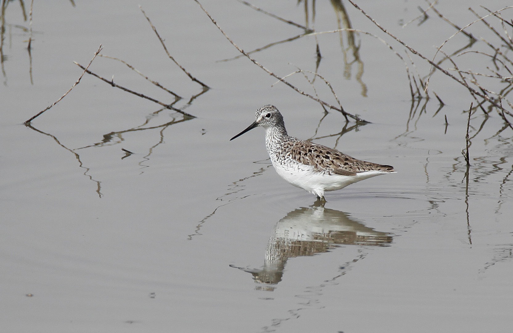 &Mu;&Epsilon;&Tau;&Alpha;&Nu;&Alpha;&Sigma;&Tau;&Epsilon;&Upsilon;&Sigma;&Eta; &Pi;&Omicron;&Upsilon;&Lambda;&Iota;&Omega;&Nu;