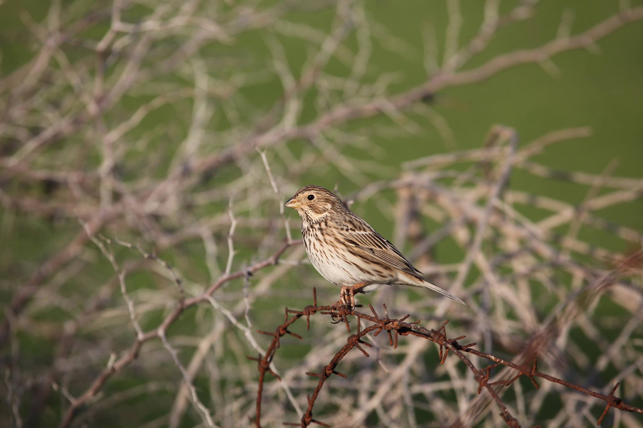&Mu;&Epsilon;&Tau;&Alpha;&Nu;&Alpha;&Sigma;&Tau;&Epsilon;&Upsilon;&Sigma;&Eta; &Pi;&Omicron;&Upsilon;&Lambda;&Iota;&Omega;&Nu;