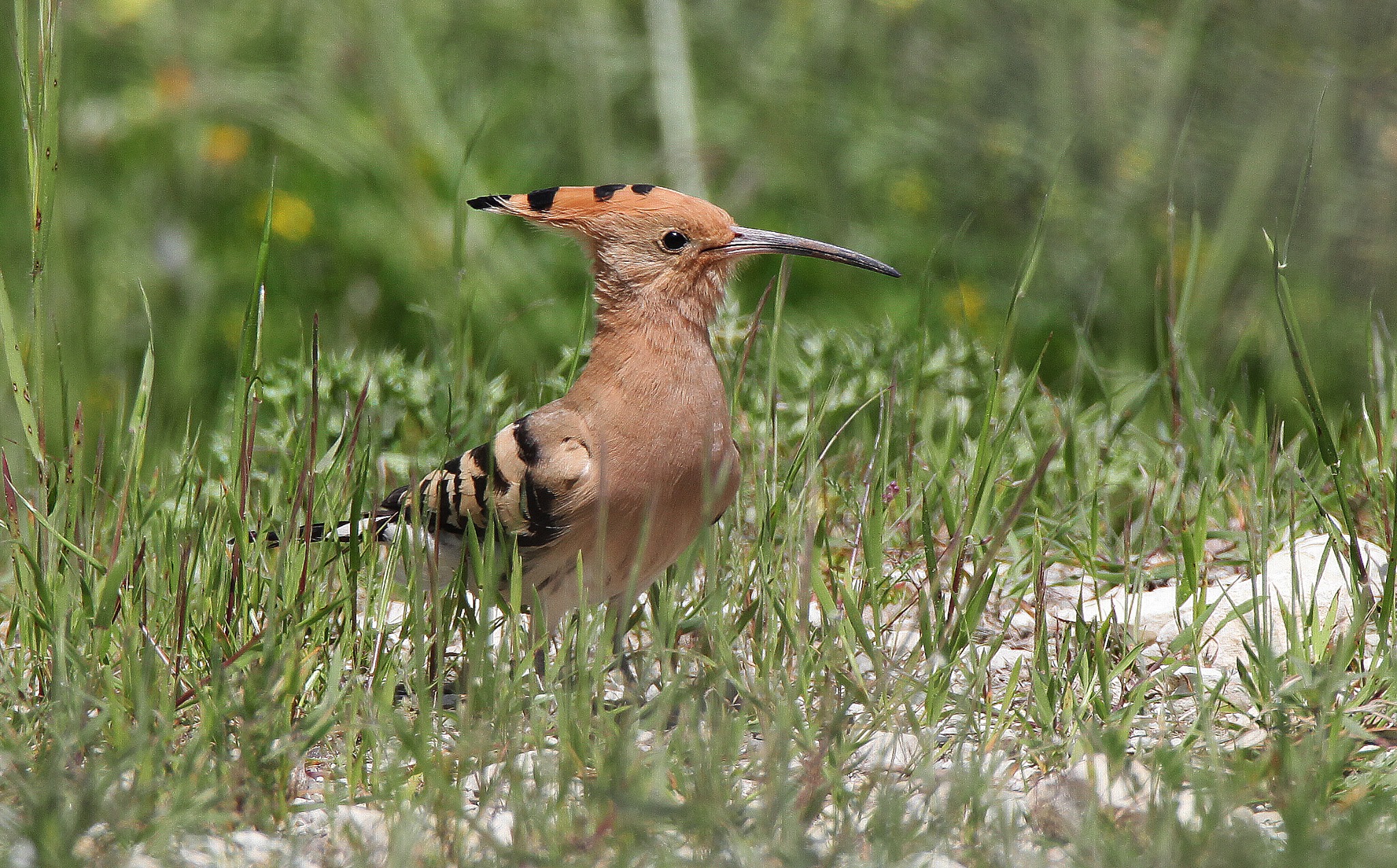 &Mu;&Epsilon;&Tau;&Alpha;&Nu;&Alpha;&Sigma;&Tau;&Epsilon;&Upsilon;&Sigma;&Eta; &Pi;&Omicron;&Upsilon;&Lambda;&Iota;&Omega;&Nu;