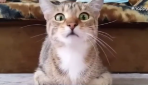 Εσένα η γατούλα σου παρακολουθεί ταινίες τρόμου;