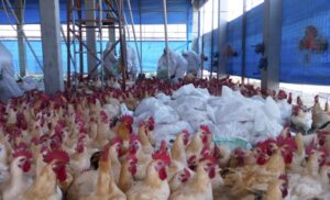 Περιστατικά γρίπης των πτηνών καταγράφει η Βουλγαρία