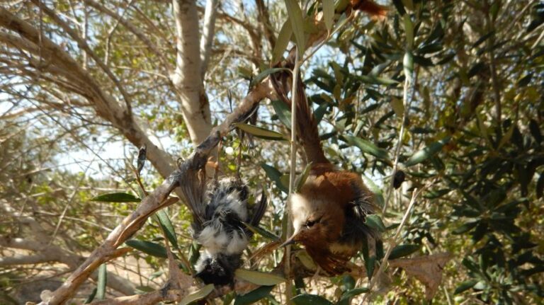 Δυναμική εκδήλωση των οργανωμένων κυνηγών απόψε στο Παραλίμνι (ΒΙΝΤΕΟ)
