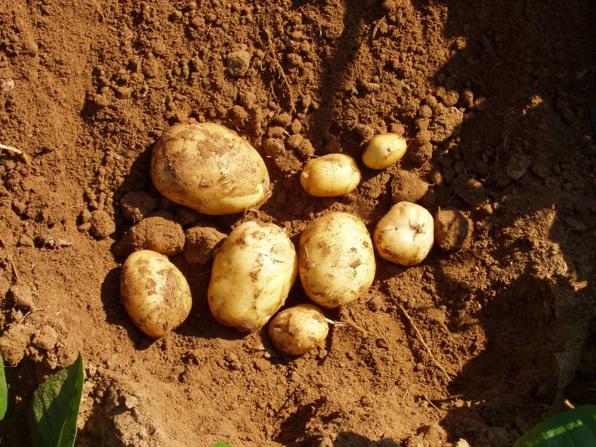 Ακατάλληλες πατάτες απο τα κατεχόμενα, στο τραπέζι των καταναλωτών (ΒΙΝΤΕΟ)