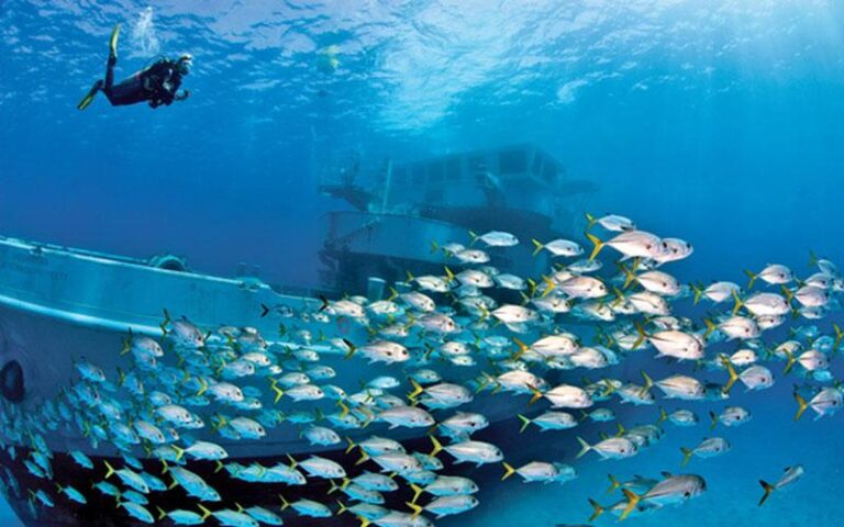 "Ελπίδα", ο νέος τεχνητός ύφαλος στην θαλάσσια περιοχή της Λάρνακας (ΒΙΝΤΕΟ)