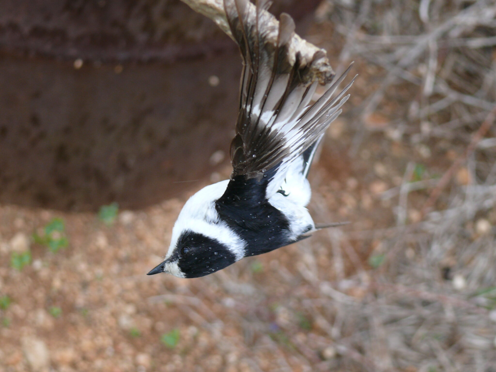 Υπόθεση Λαθροθηρίας: Στον Ανακριτή για κατάθεση Αστυνομικός (ΒΙΝΤΕΟ)