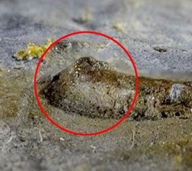 Στην Εσθονία, το απολίθωμα του αρχαιότερου ματιού