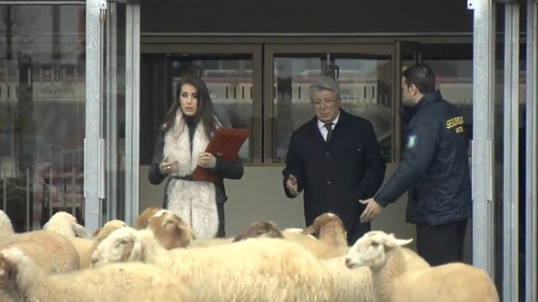 Απίθανη φάρσα με πρόβατα στον πρόεδρο της Ατλέτικο Μαδρίτης (BINTEO)