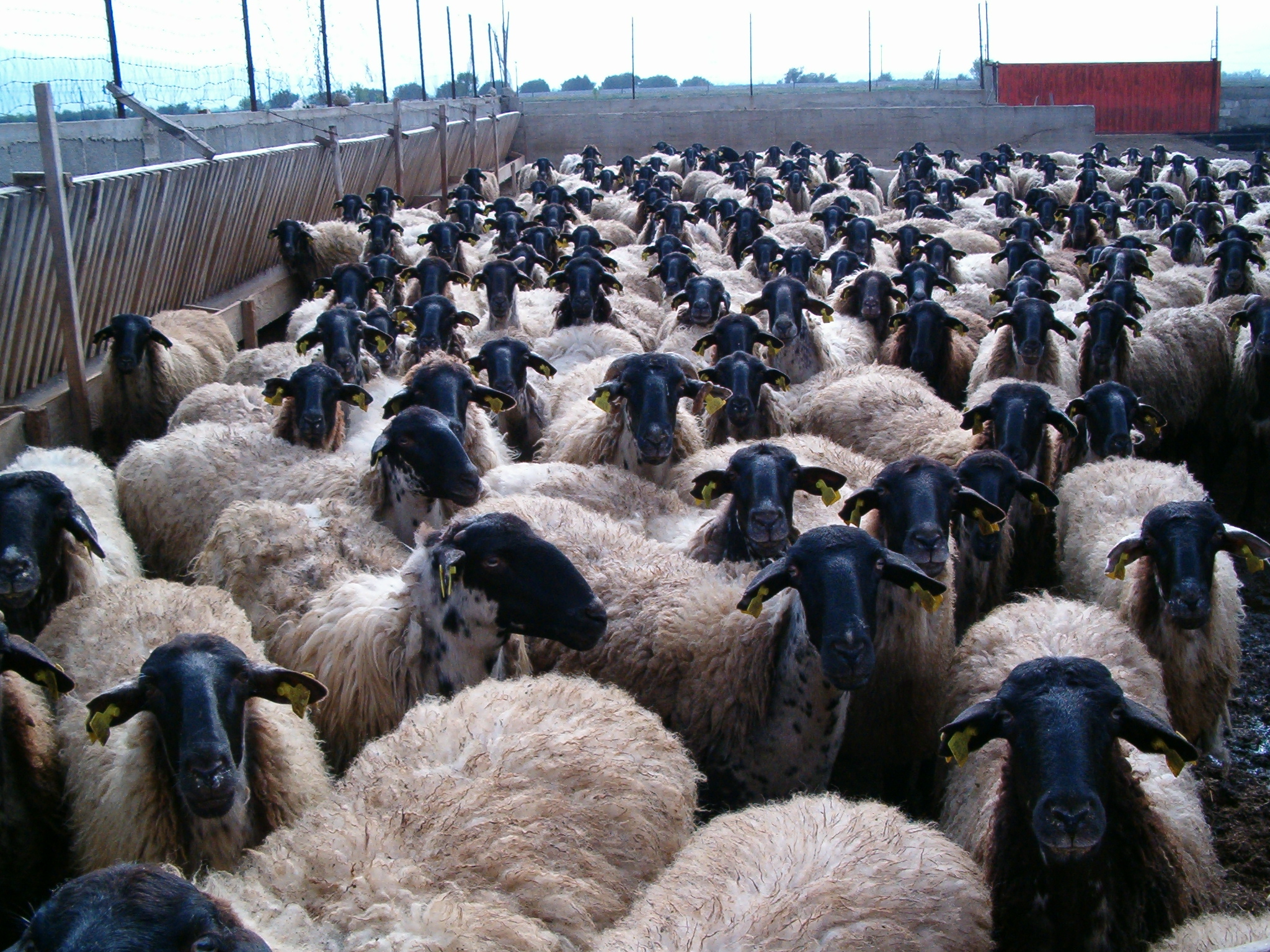 "Άδειασαν" φάρμα στην Ξυλοφάγου