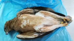 Ασυνείδητοι δηλητηρίασαν σπάνιο αετό (BINTEO)