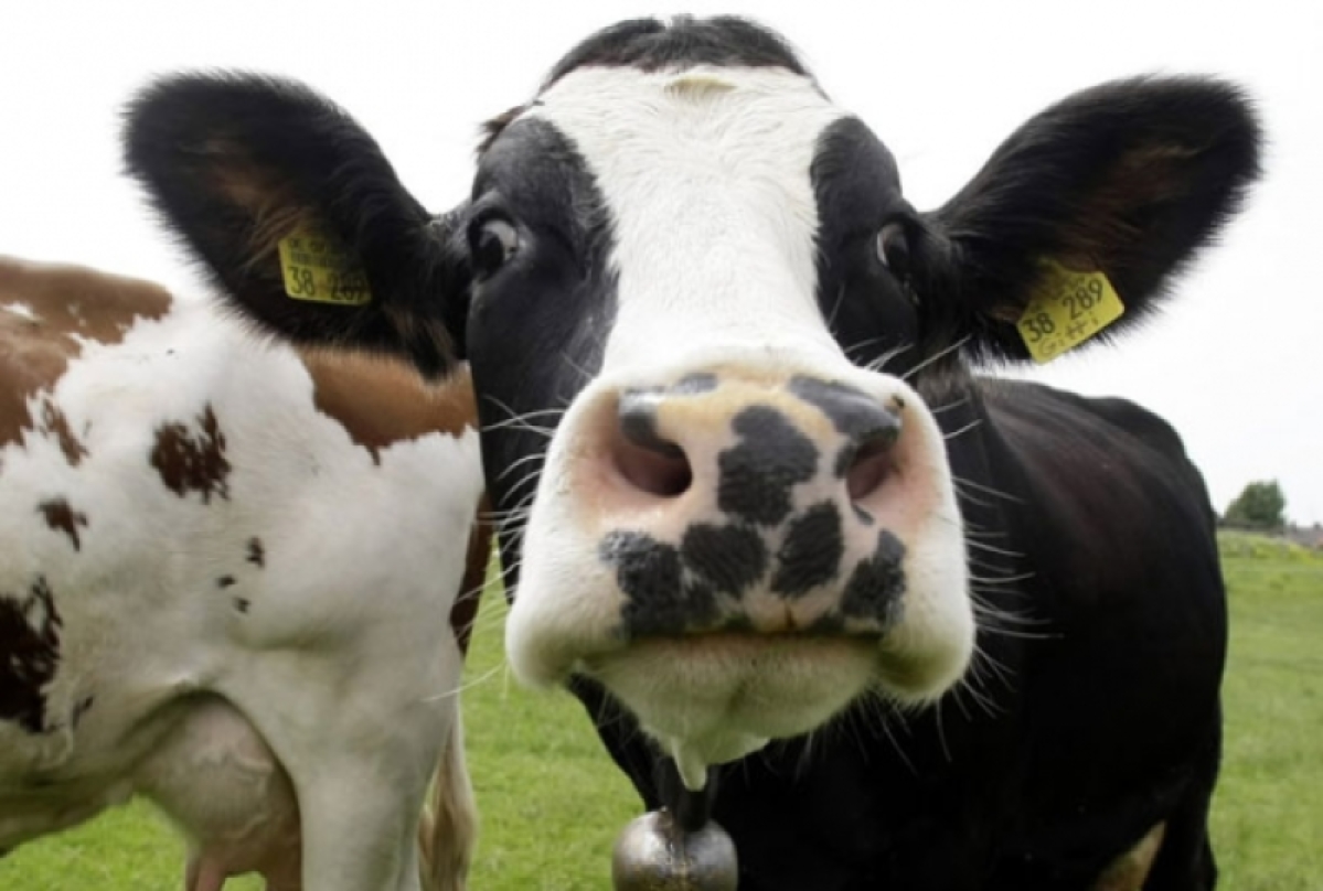 Ολλανδία: Αγελάδα το 'σκασε κι έγινε ηρωίδα