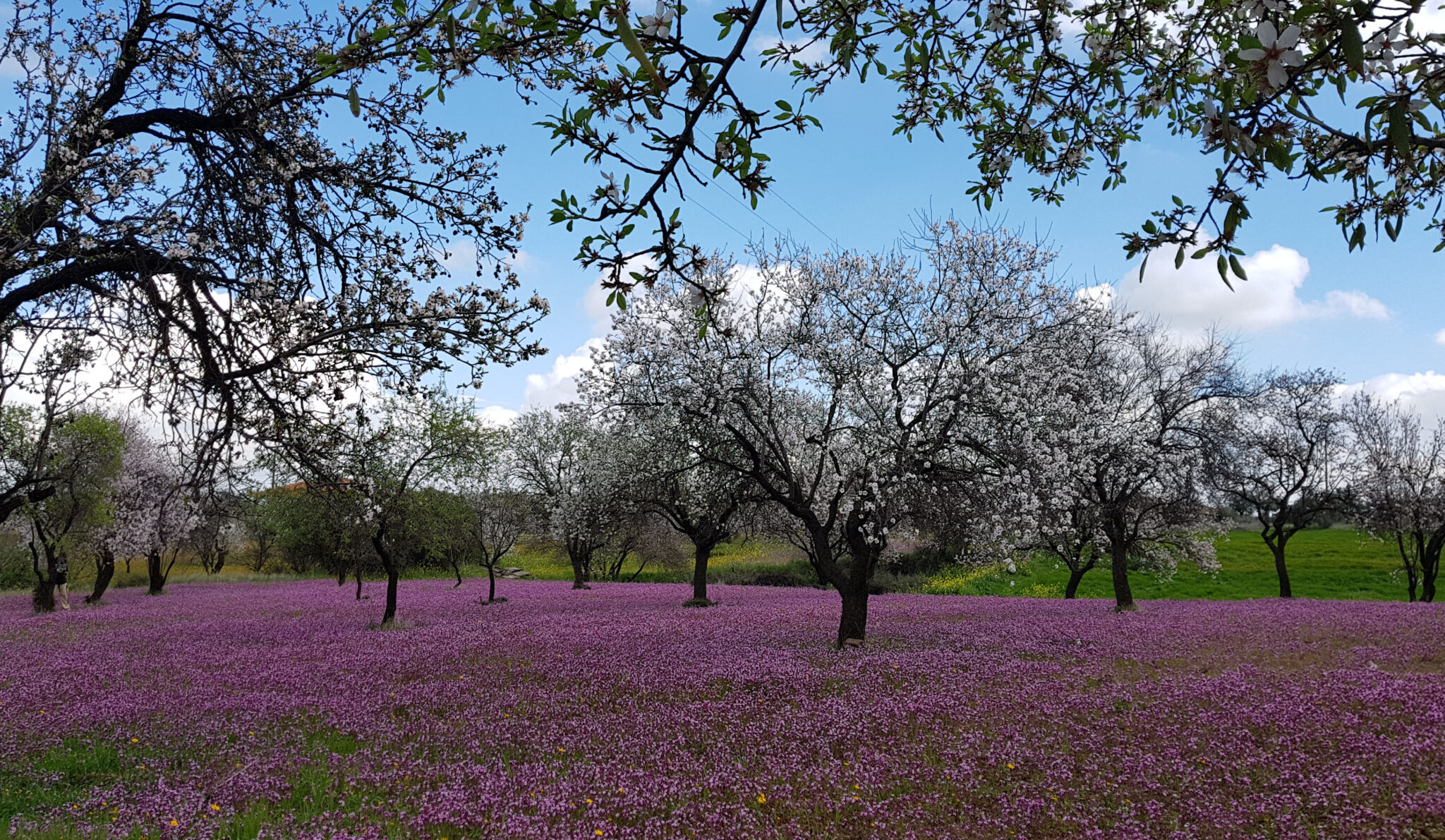 Εικόνες απαράμιλλης ομορφιάς, στο δρόμο για το Φικάρδου