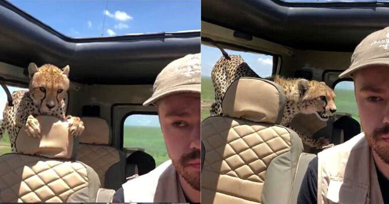 Η τρομακτική στιγμή που ένα τσιταχ εισβάλλει σε τζιπ από τουρίστες(ΒΙΝΤΕΟ)