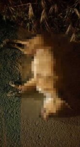 Νεκρός εντοπίστηκε σκύλος ράτσας pitpull σε περιοχή στο Δάλι