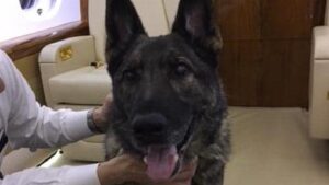 H "Oδύσσεια" του Ίργκο (ΒΙΝΤΕΟ)