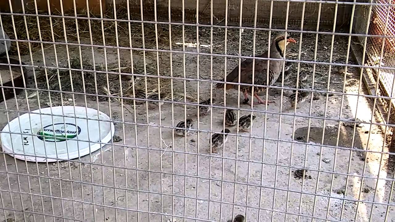 Βαρύς ο πέλεκυς για 57χρονο για περδίκια στην Πάφο