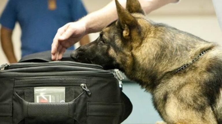 Ο Flin "μύρισε" το δέμα με τα ναρκωτικά στο Ταχυδρομείο Λεμεσού