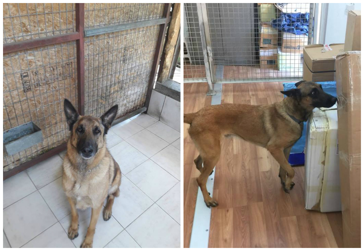 Ο Buddy και o Flinn εντόπισαν κανναβιόλη στο Ταχυδρομείο (ΦΩΤΟ)