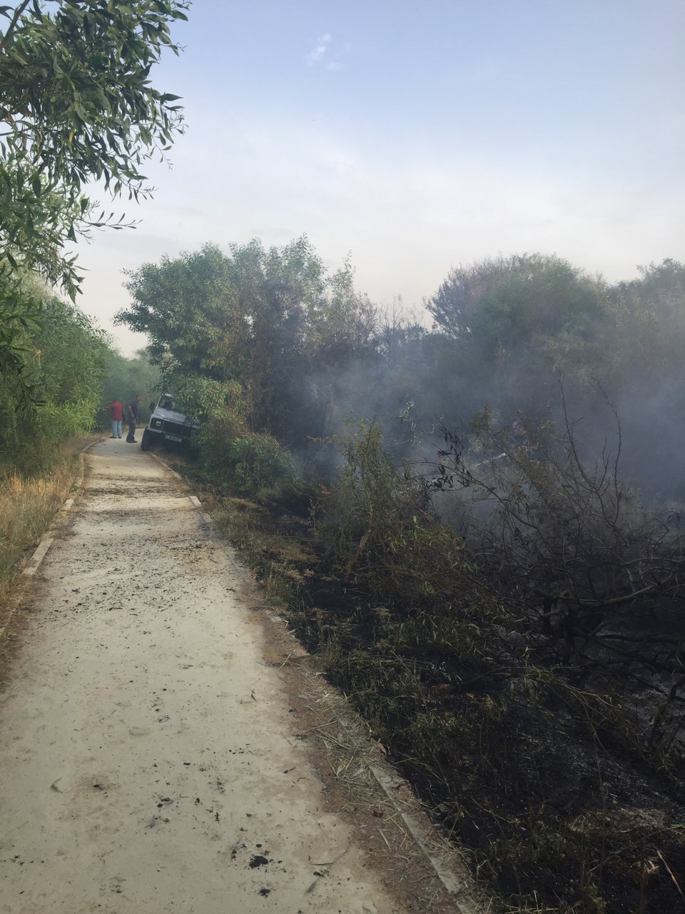 Στόχος εμπρηστών για δεύτερη φορά το άλσος του Παττίχειου Θεάτρου (ΒΙΝΤΕΟ)