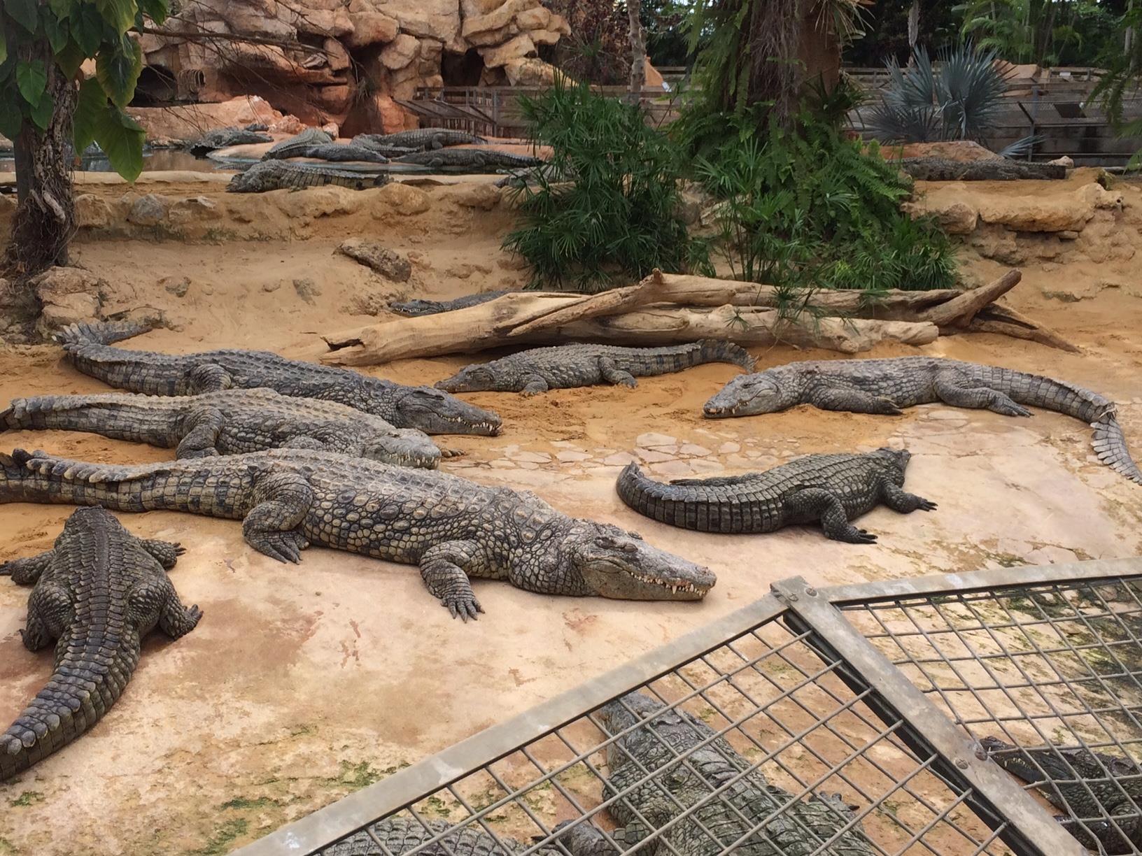 Έδωσε το "οκ" η Κοινότητα Άχνας για πάρκο κροκοδείλων