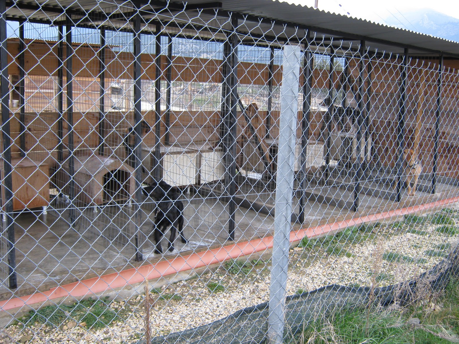 Κλάπηκαν 23 σκύλοι από φάρμα στο Κολόσσι, αξίας 69 χιλιάδων ευρώ