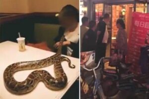 Πήγε για πίτσα με τον…πύθωνά του και έσπειρε τον τρόμο (ΒΙΝΤΕΟ)