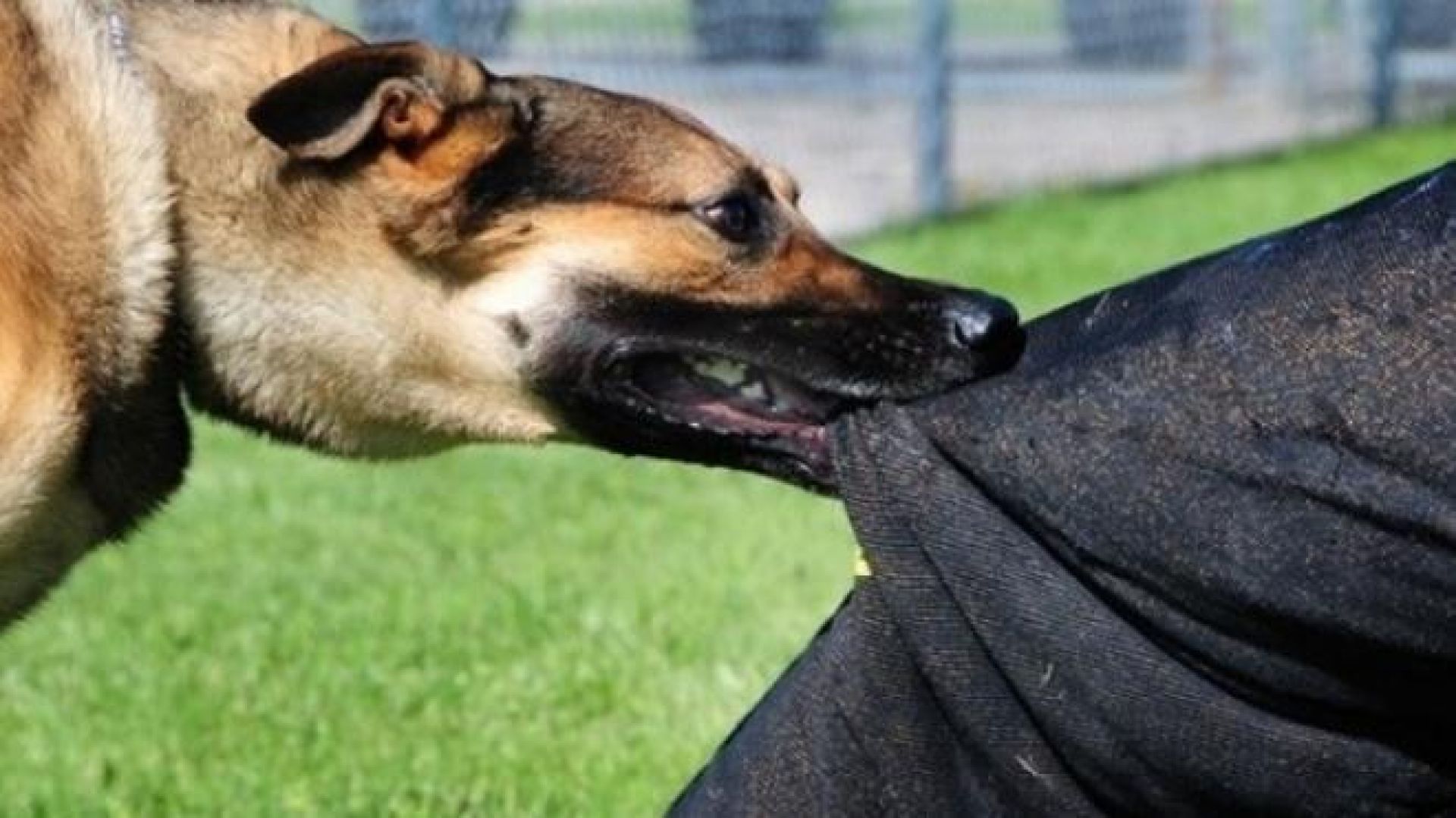 Επ. Αμμοχώστου: Σκύλος επιτέθηκε και τραυμάτισε σοβαρά 53χρονη