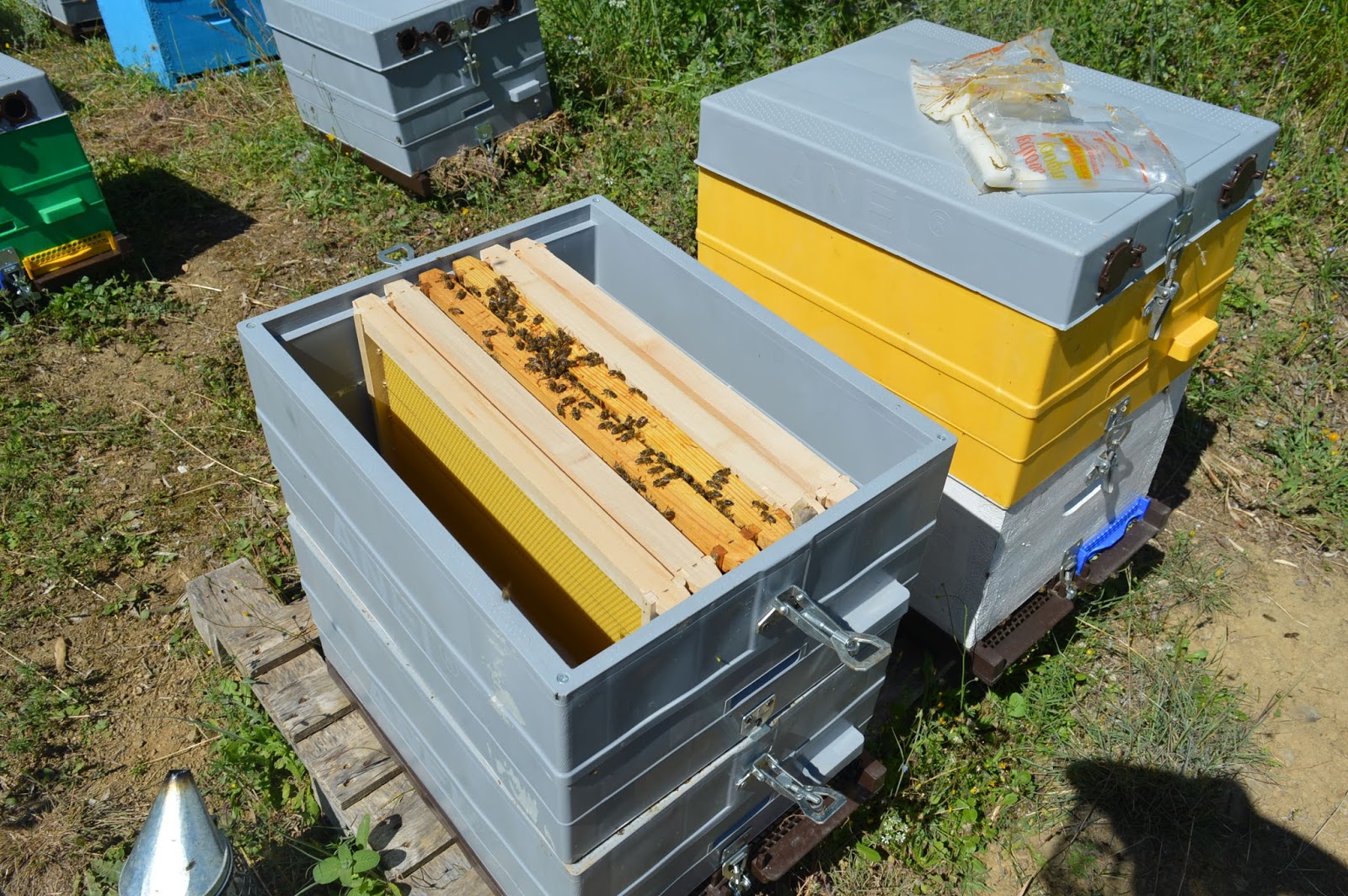 Υπό κράτηση δύο πρόσωπα για κλεμμένες… κυψέλες